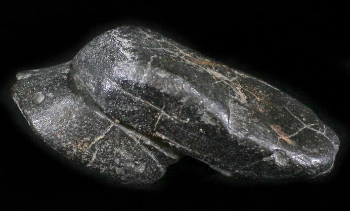 Shark Coprolite (Fossil Poo) - South Carolina #24454
